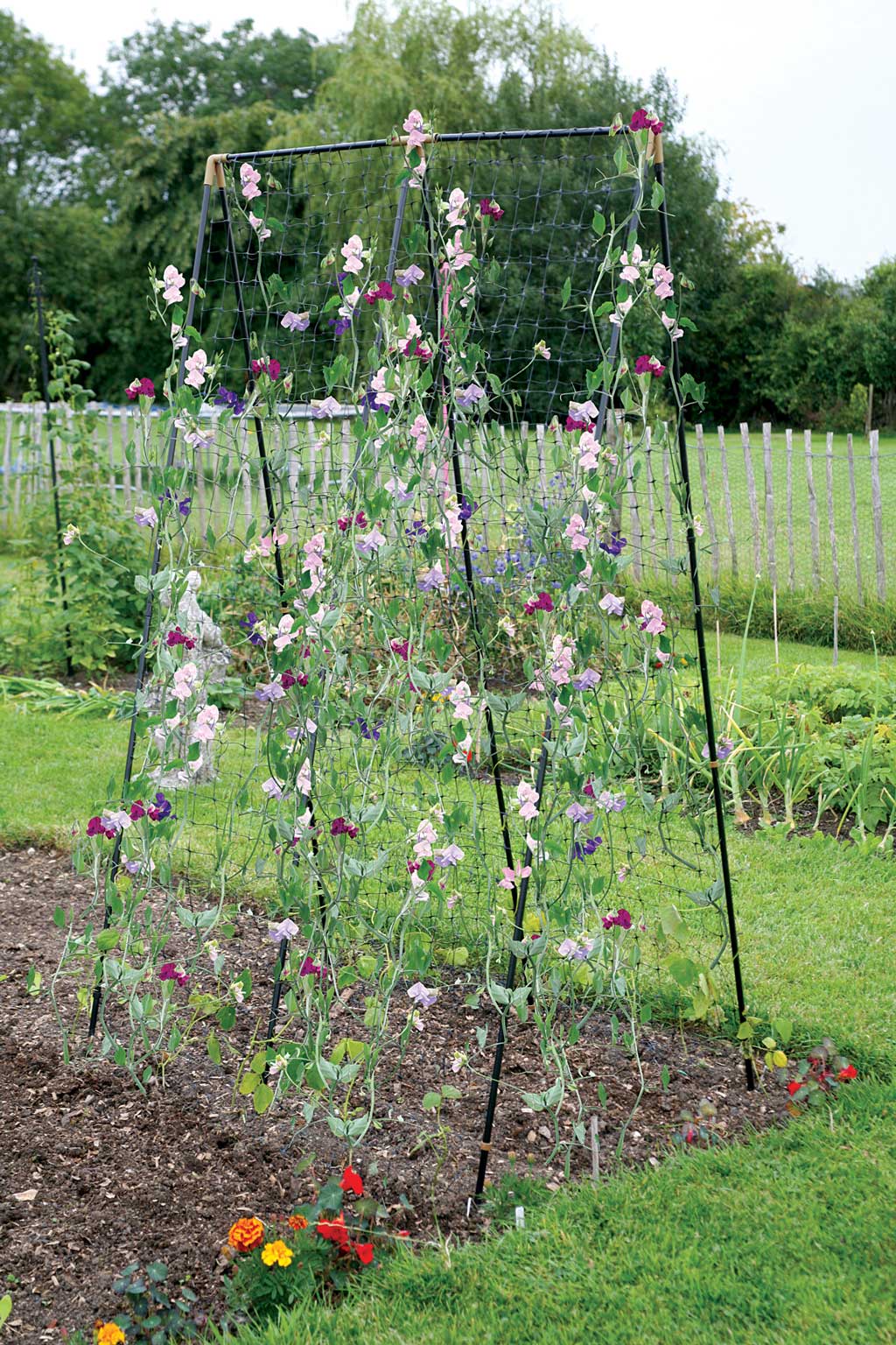 Sweet Pea & Bean Frame