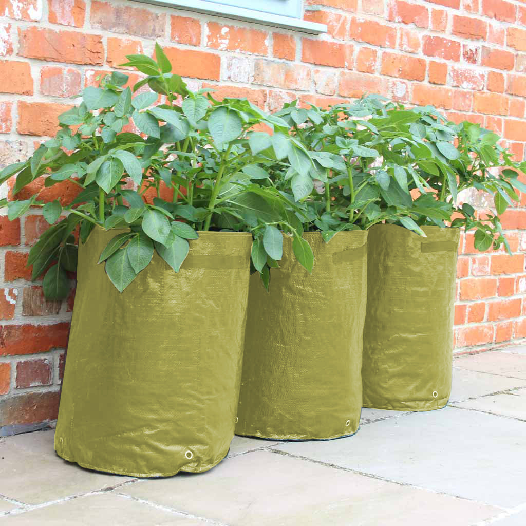 Potato Patio Planter (3 pack)