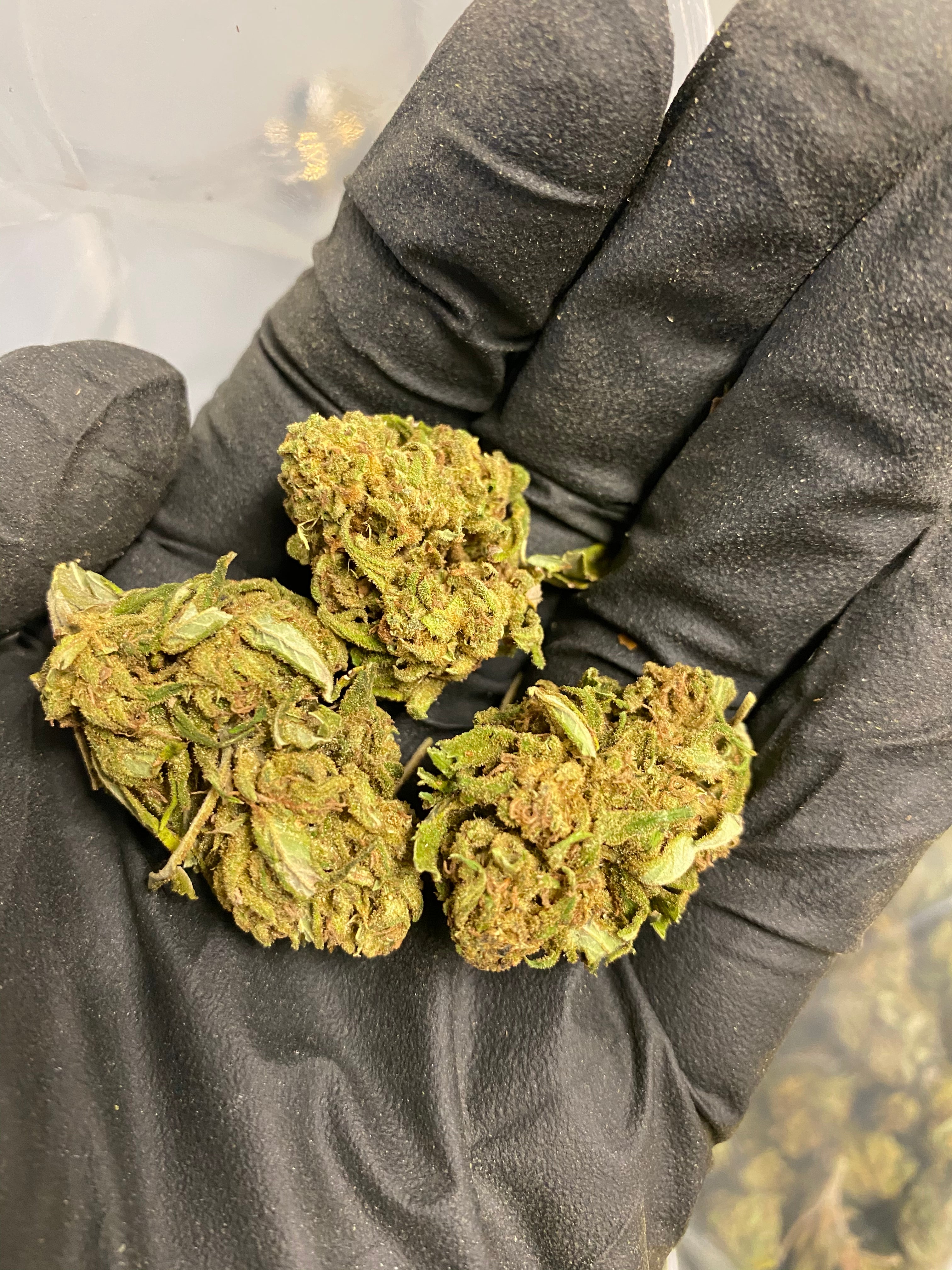 The Wife #4 CBD Flower