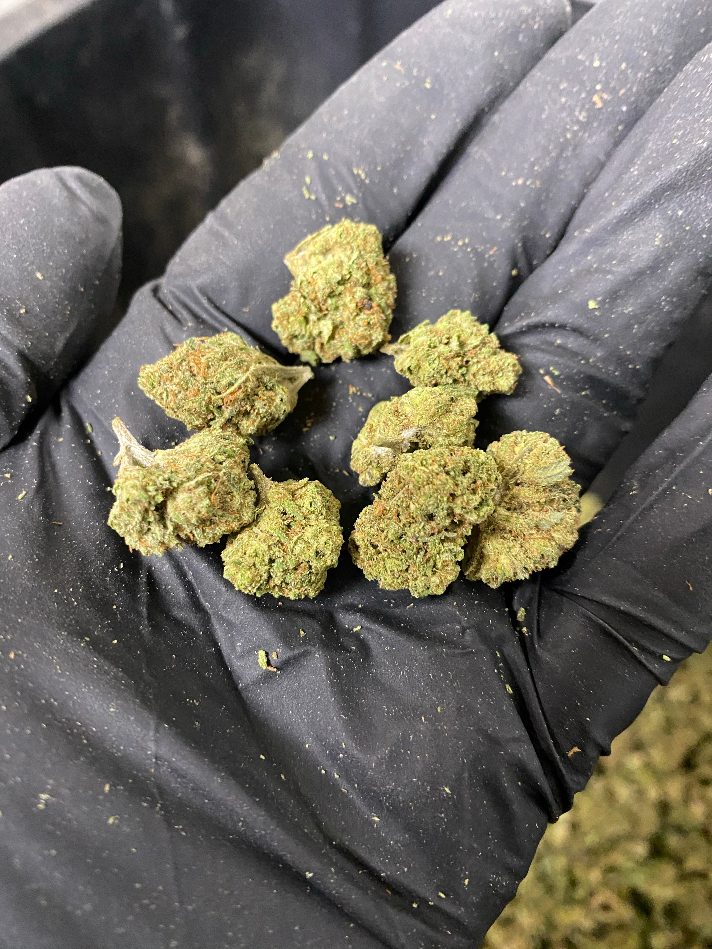 Hawaiian Express Smalls