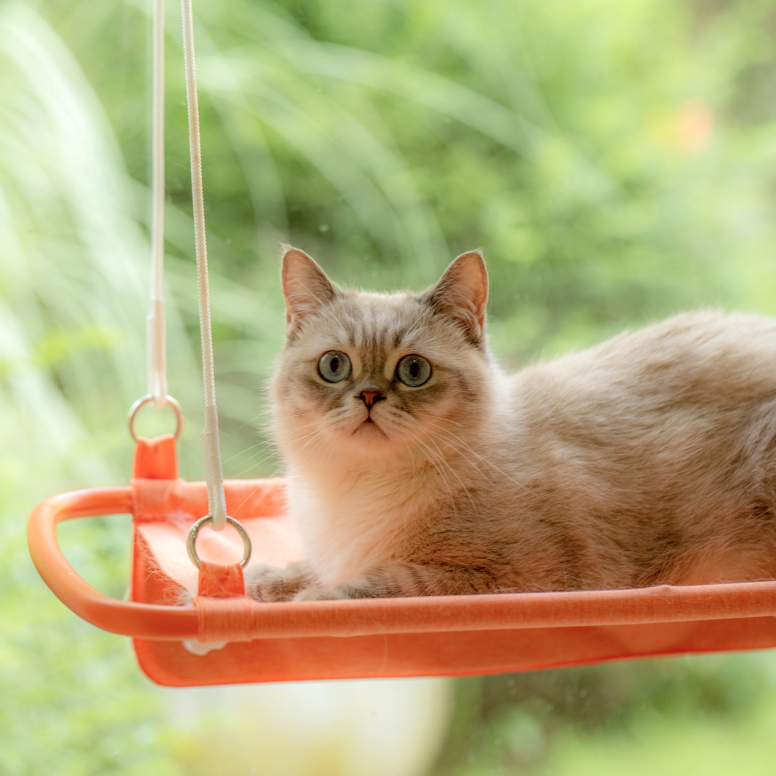 Get Curious Cat Window Perch