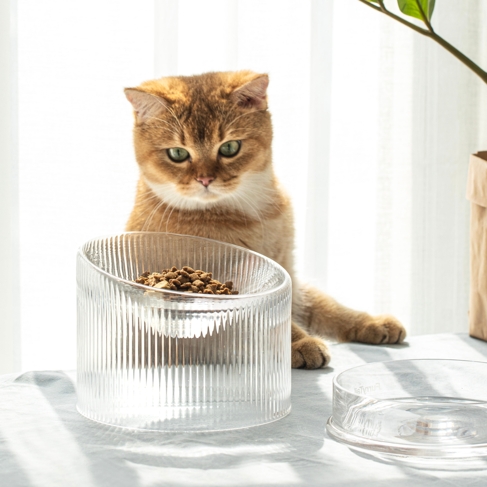 2-in-1 Elevated Glass Cat Bowl