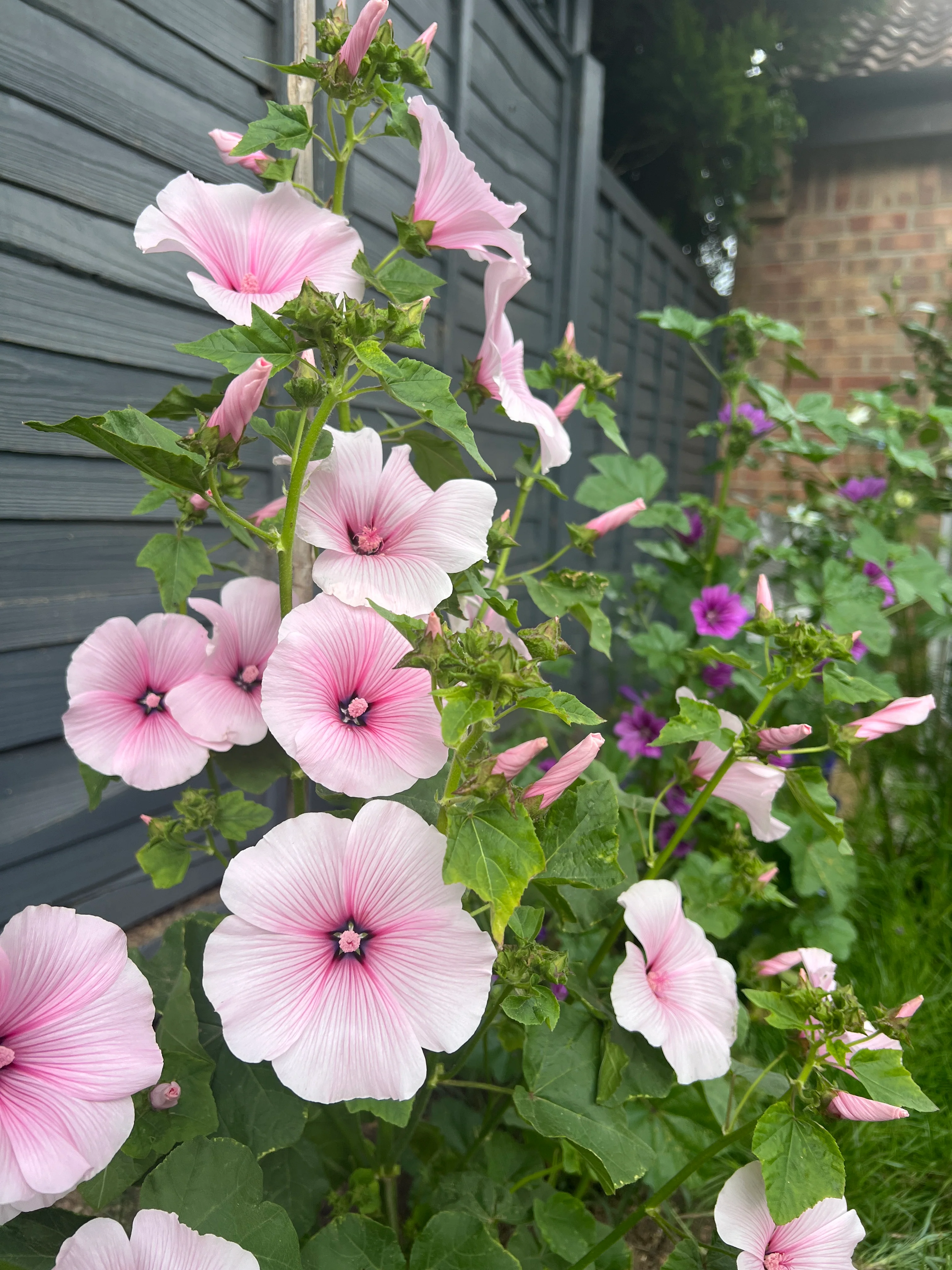 Lavatera Dwarf Pink Blush