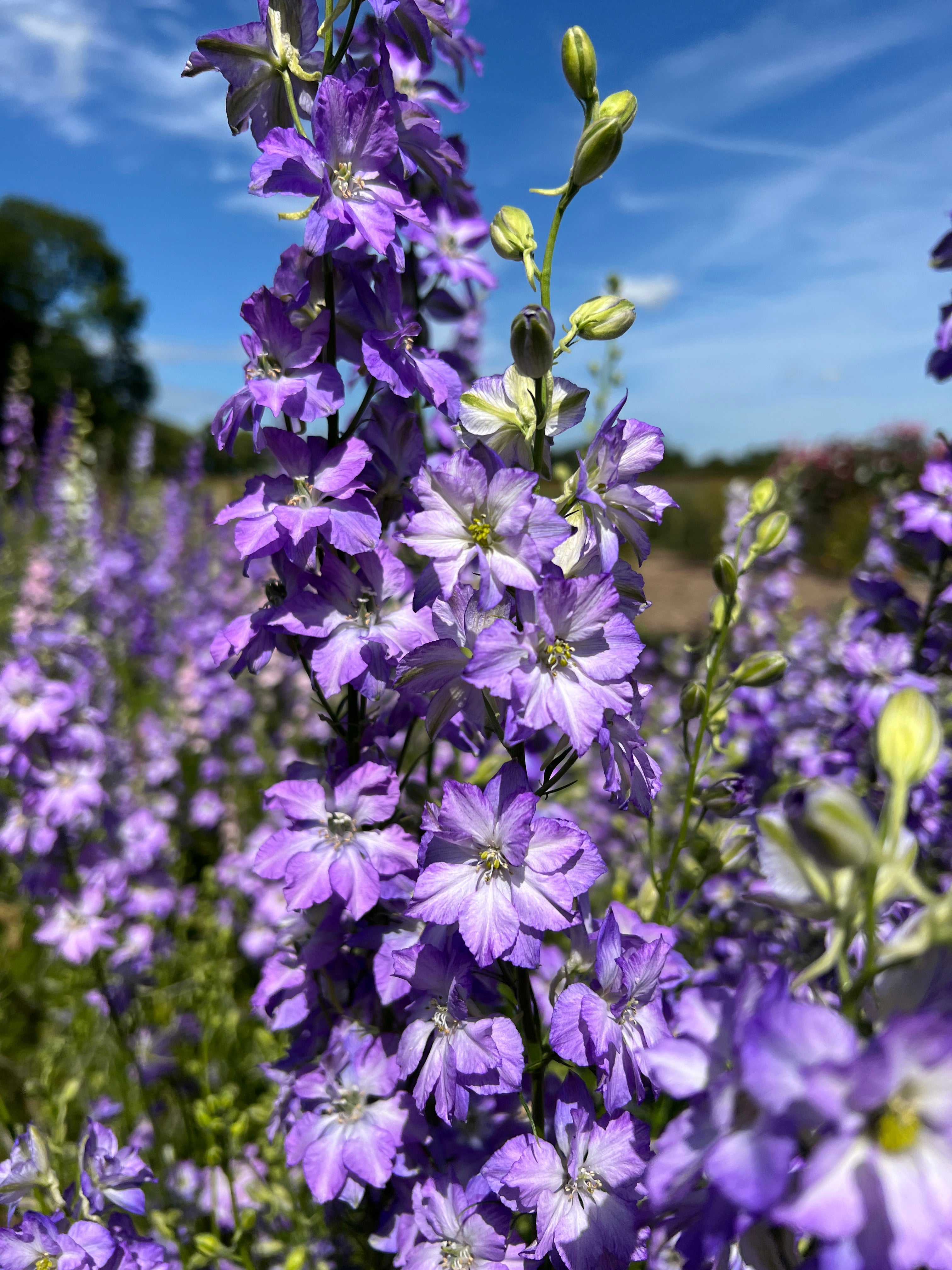 Larkspur Fancy Purple Picotee