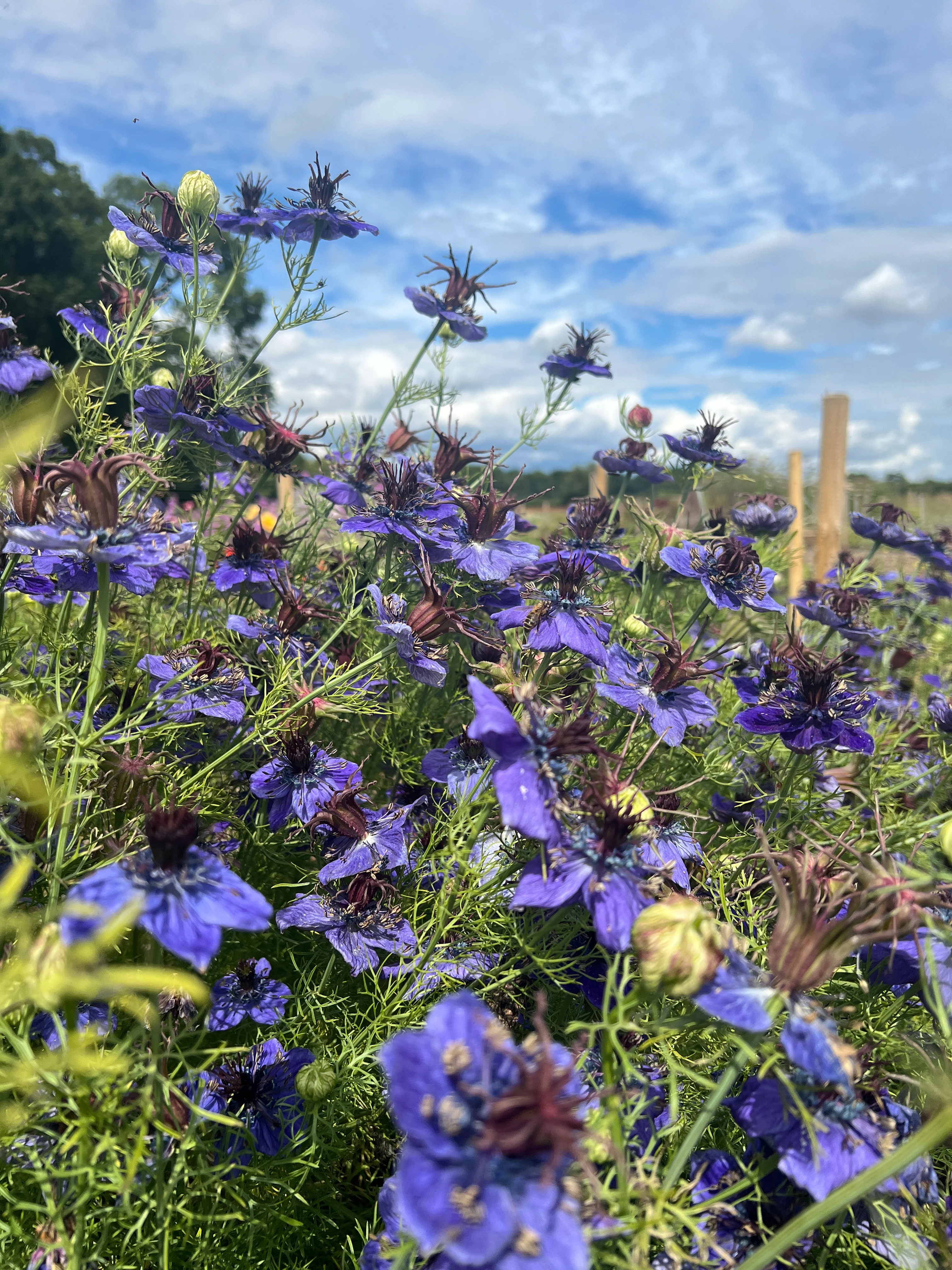 Nigella Hispanica