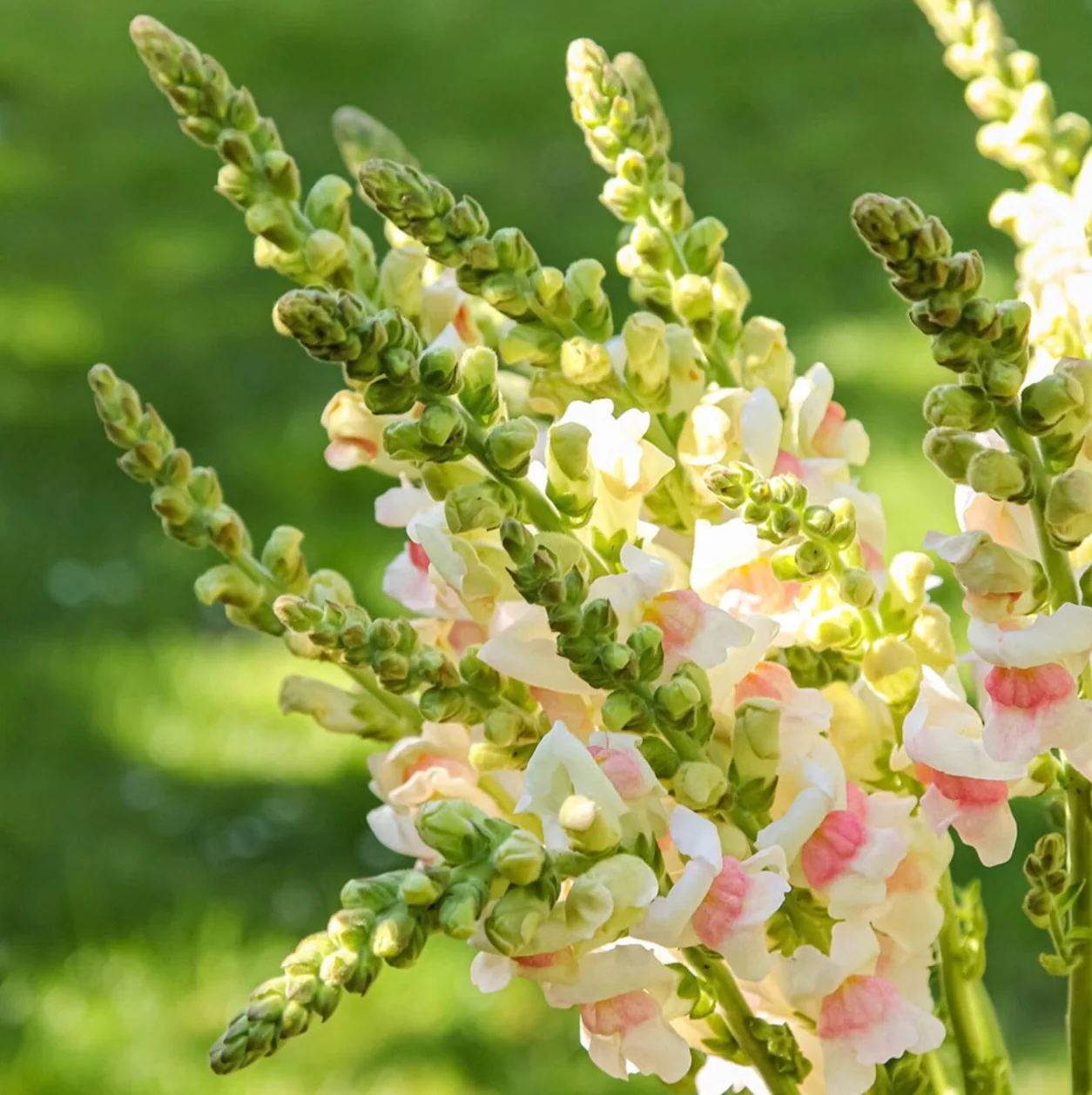 Antirrhinum Sweet Duet Apple Blossom