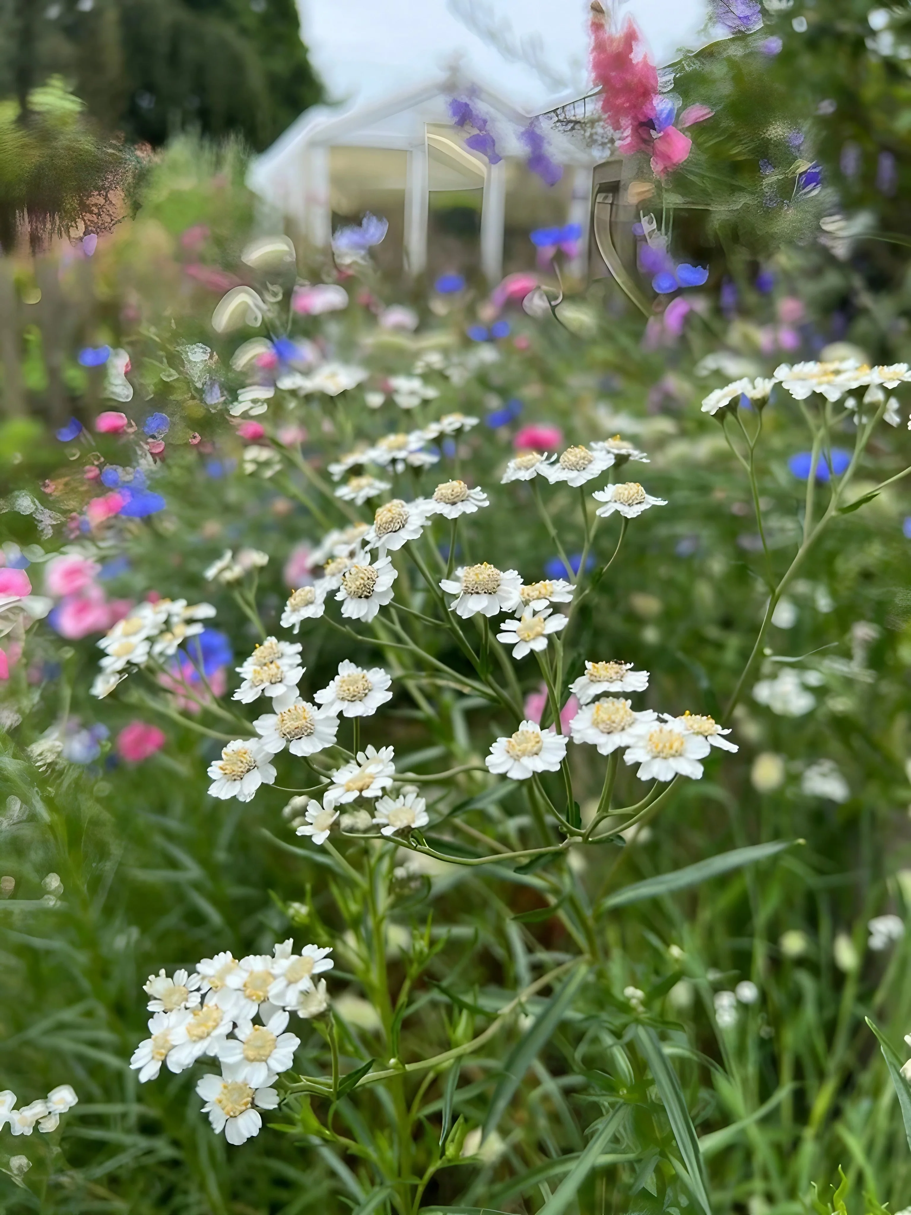 Achillea ptarmica Ballerina