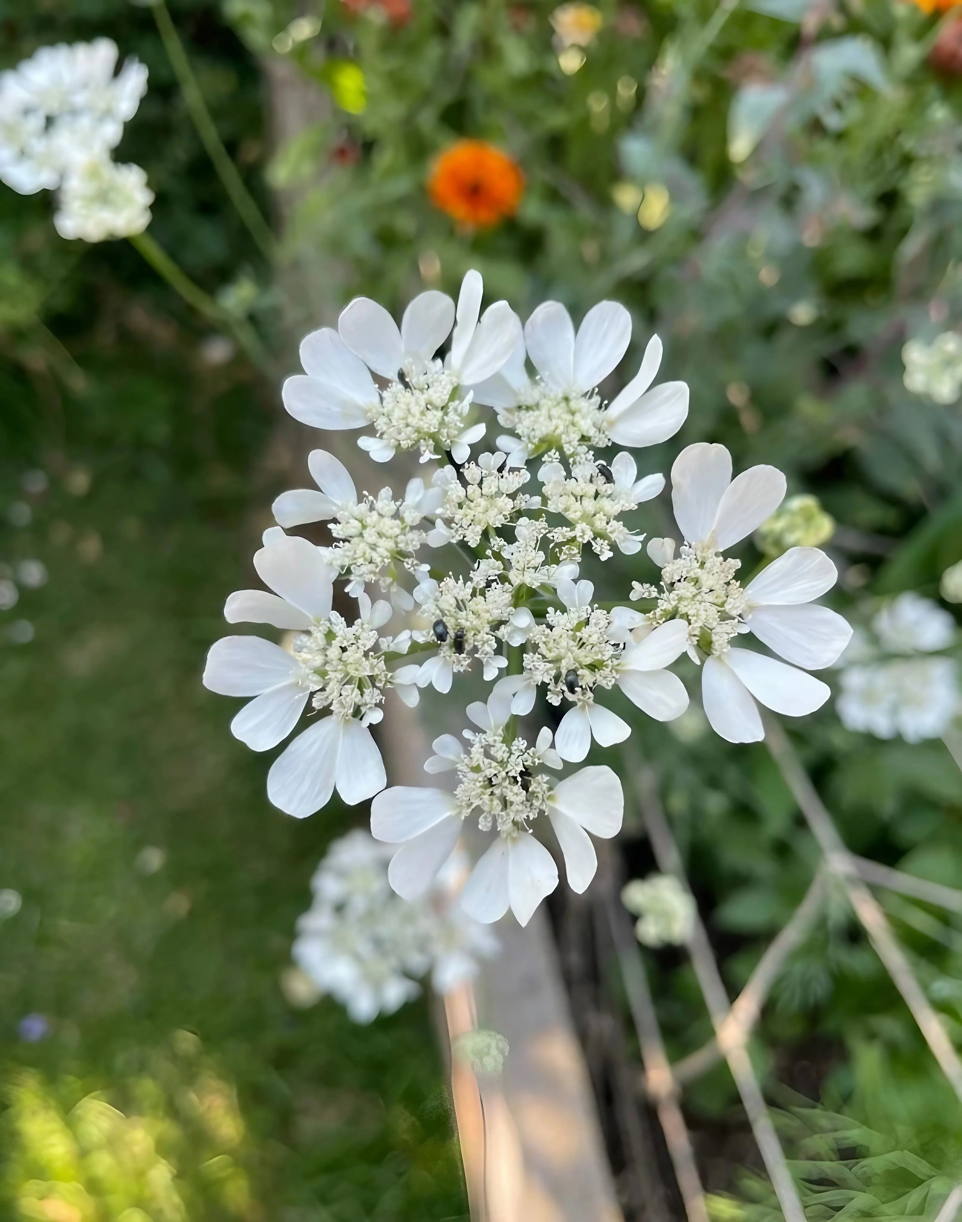 Orlaya Grandiflora