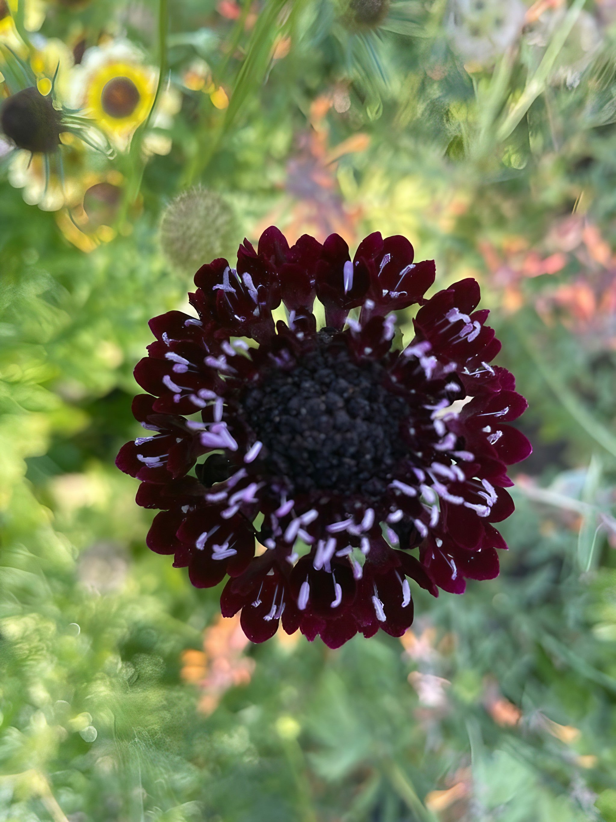 Scabious Black Knight