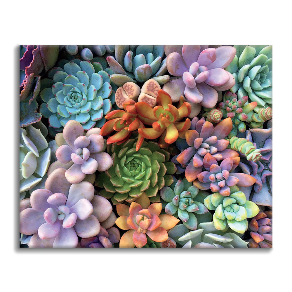 Succulents - Paint by Numbers