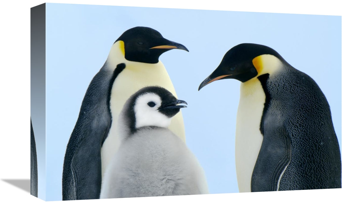 Global Gallery GCS-398271-1218-142 12 x 18 in. Emperor Penguin Family&