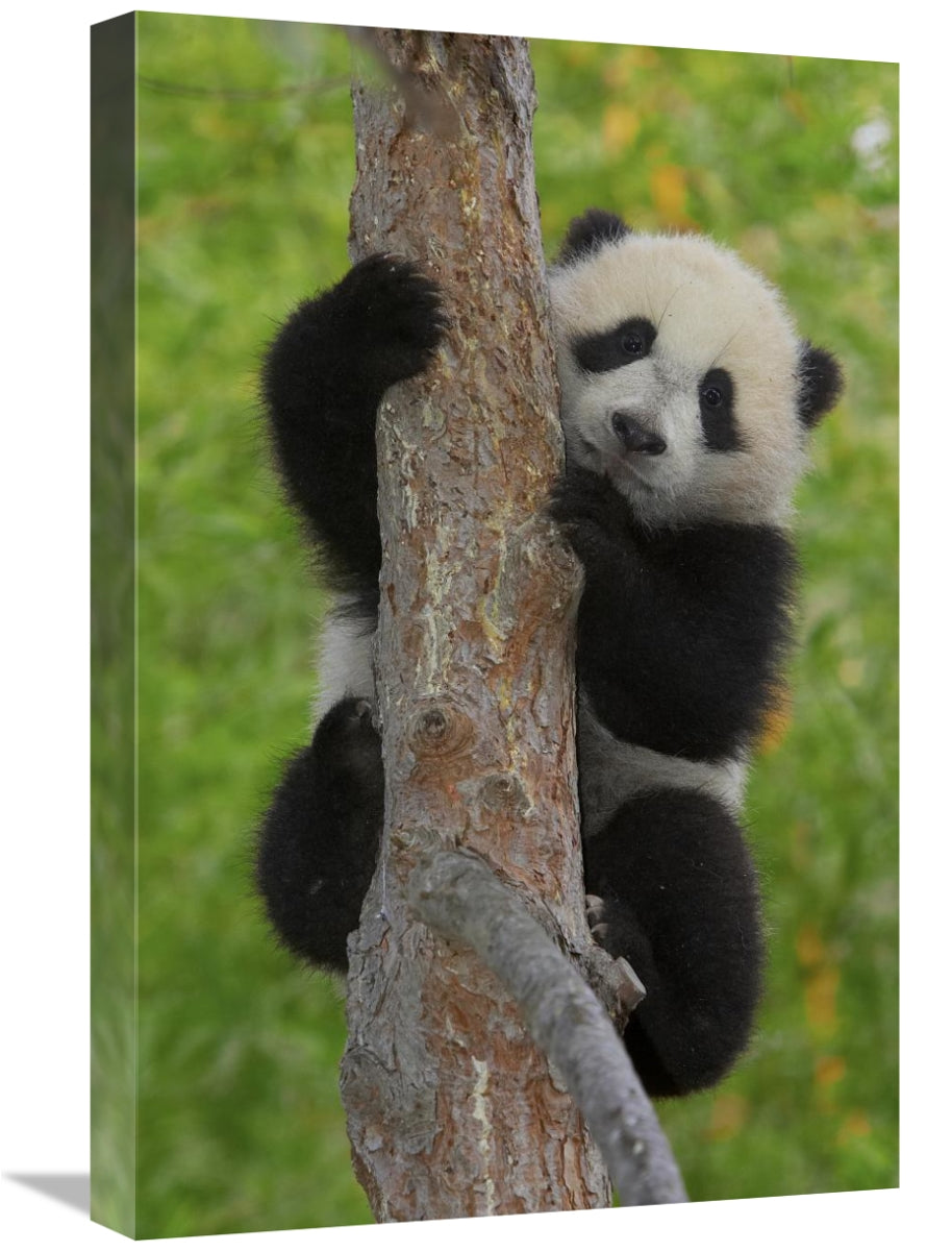 Global Gallery GCS-450863-1624-142 16 x 24 in. Giant Panda Cub in Tree