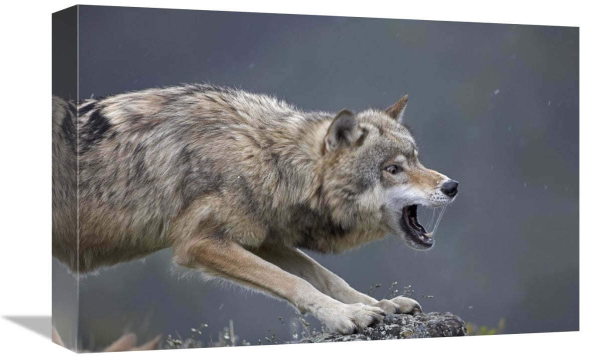 Global Gallery GCS-452262-1218-142 12 x 18 in. Gray Wolf Snarling,