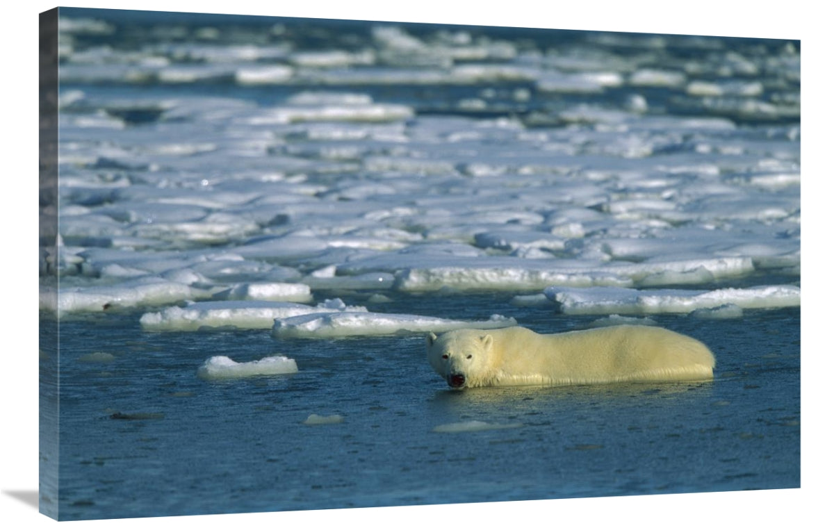 Global Gallery GCS-452633-2436-142 24 x 36 in. Polar Bear Wading in Wa