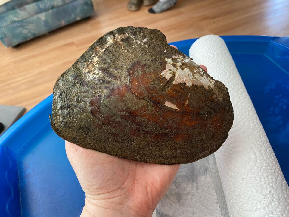 Monster oyster