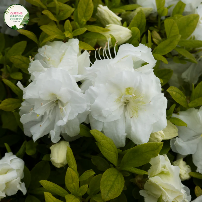 Azalea Indica Alba Magnifica Balls