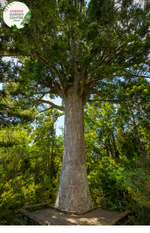 Agathis robusta Kauri Pine