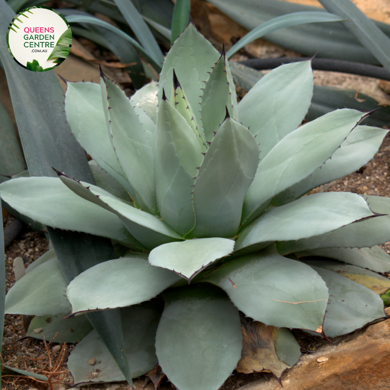 Agave Attenuata Boutins Blue