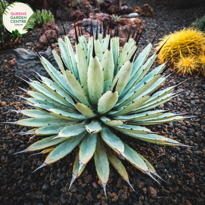 Agave Macroacantha