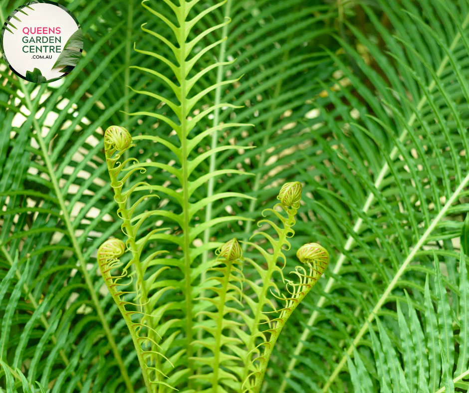 Blechnum Gibbum Silver Lady