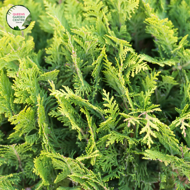 Cupressus 'Leighton Green'