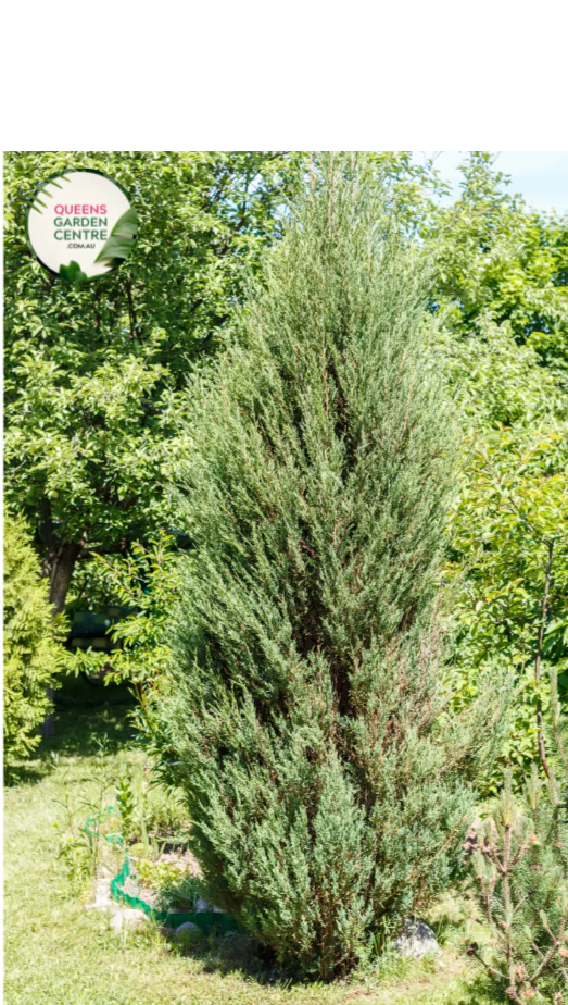 Cupressus Sempervirens 'Glauca'