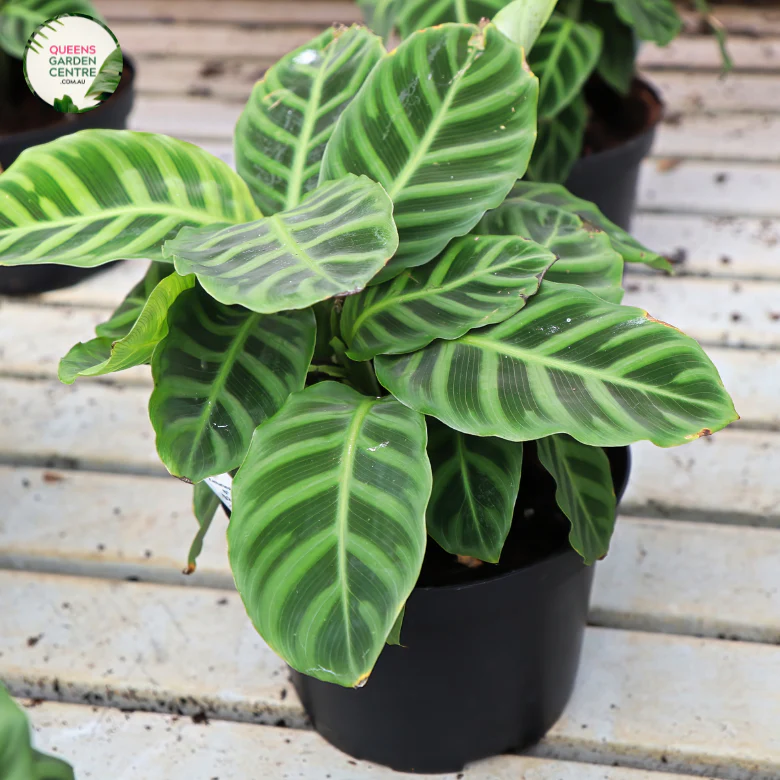 Calathea zebrina