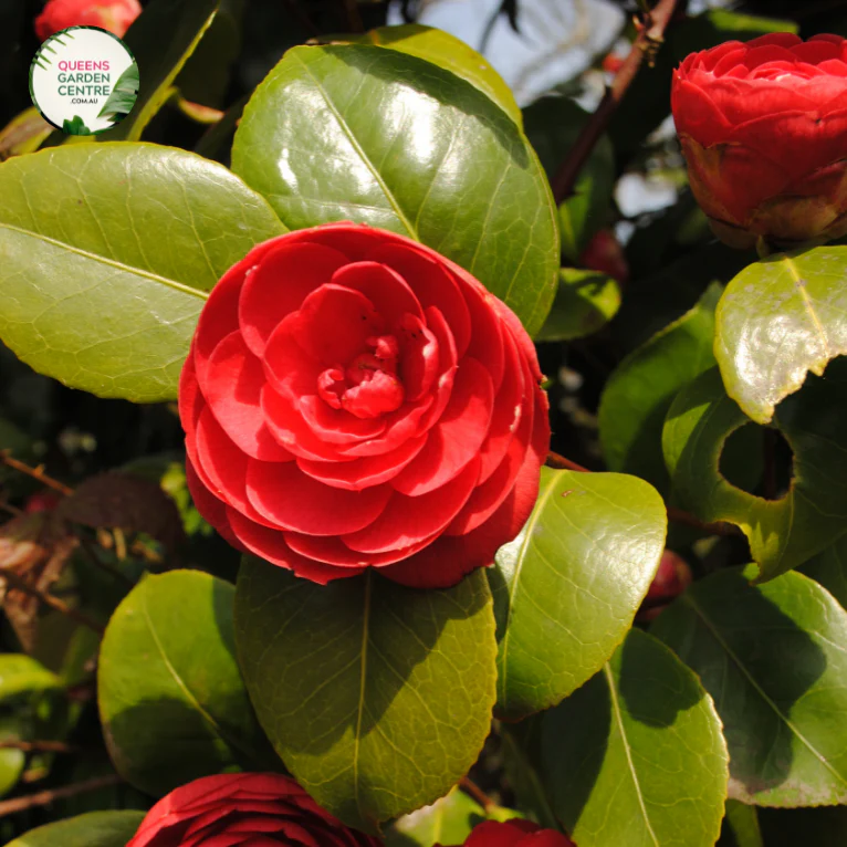 Camellia Japonica 'Great Eastern'