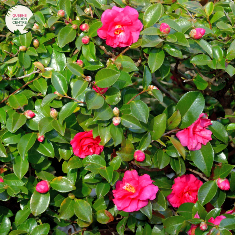 Camellia Sasanqua 'Plantation Pink'