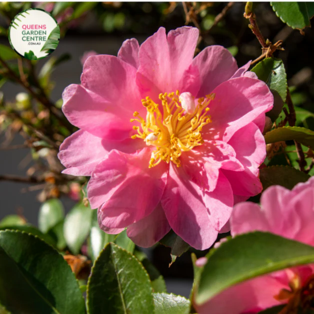 Camellia Hiemalis Hiryu (sasanqua)