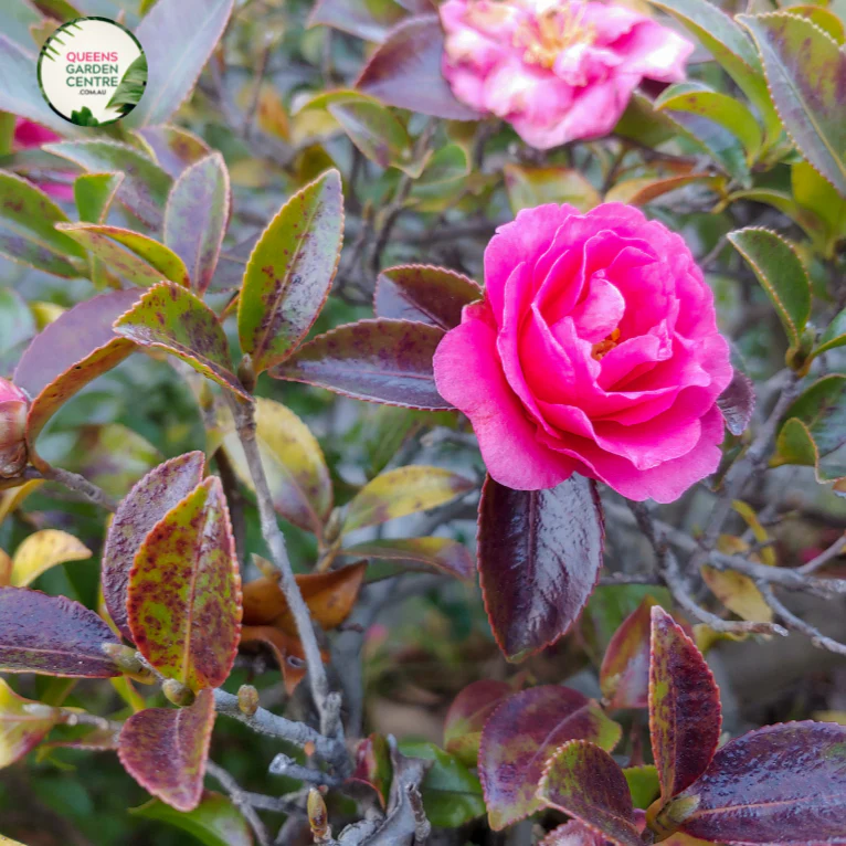 Camellia sasanqua Jennifer Susan