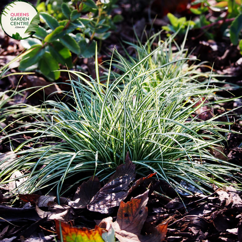 Carex Feather Falls