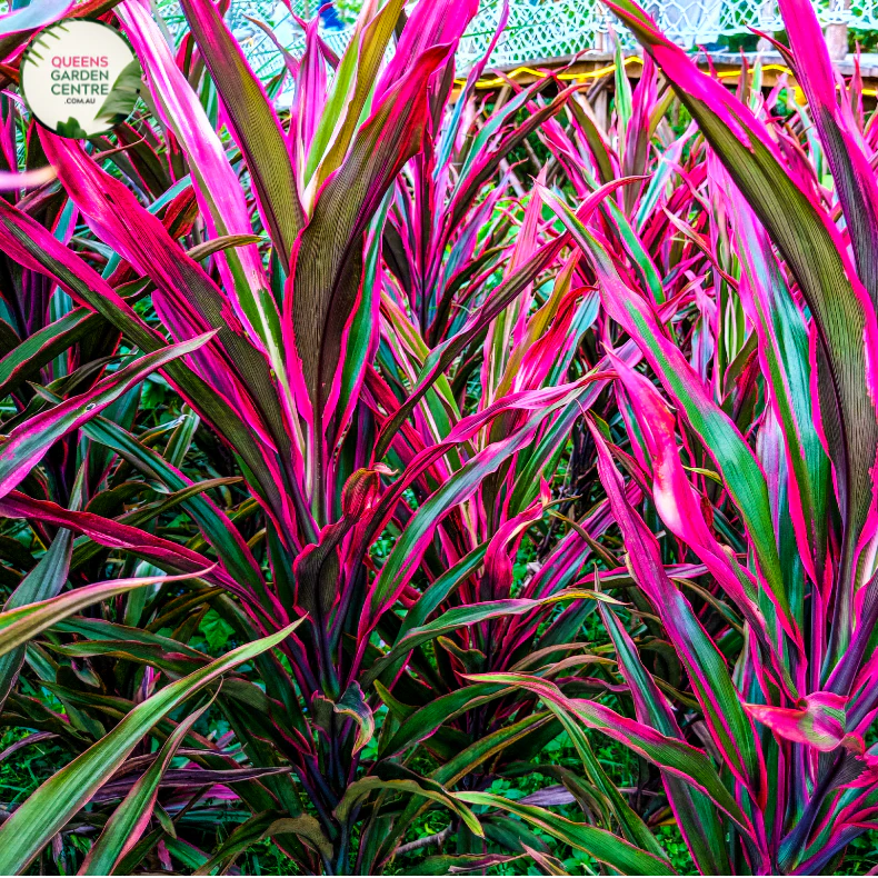 Cordyline Fruticosa Pink Diamond