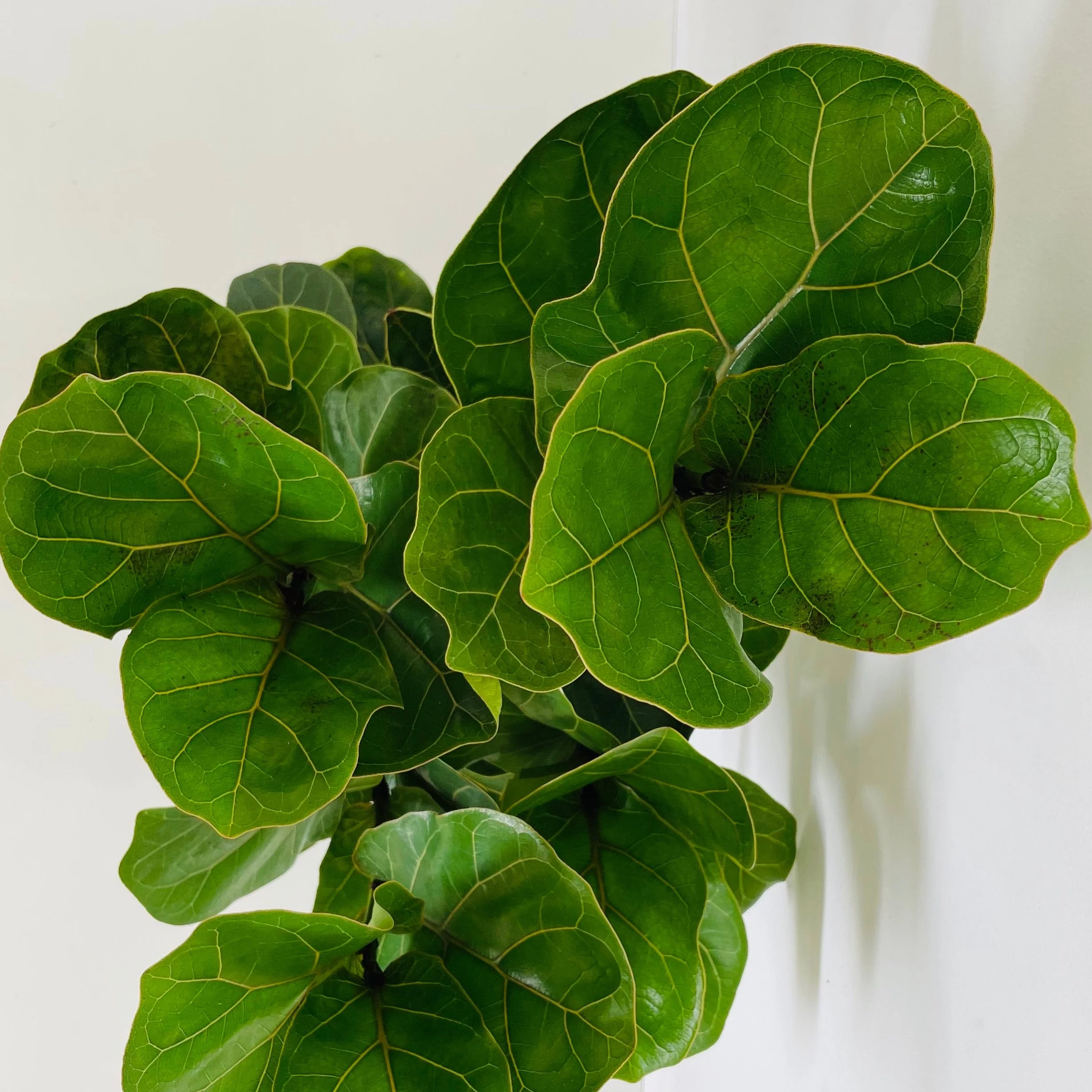 Ficus Lyrata Bambino (Fiddle Leaf Fig Bambino)