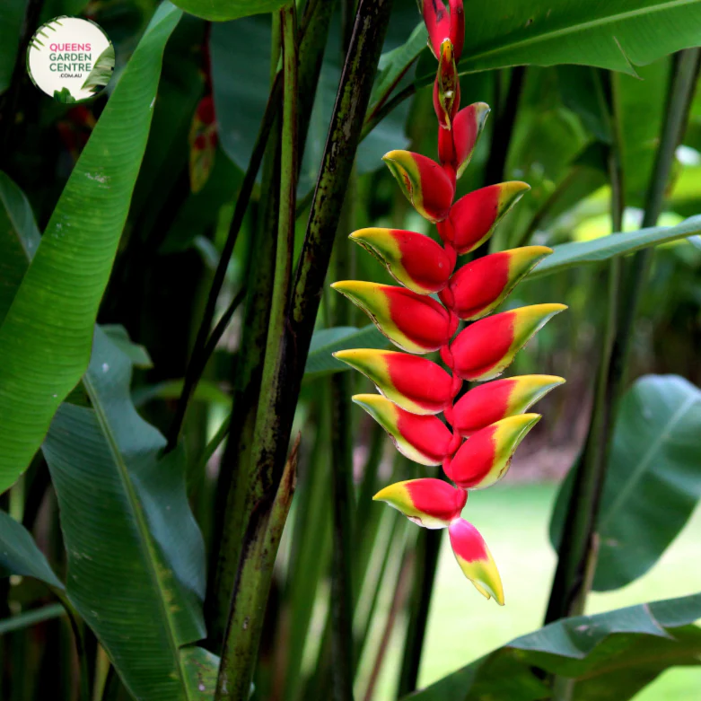 Heliconia Hot Rio Nights