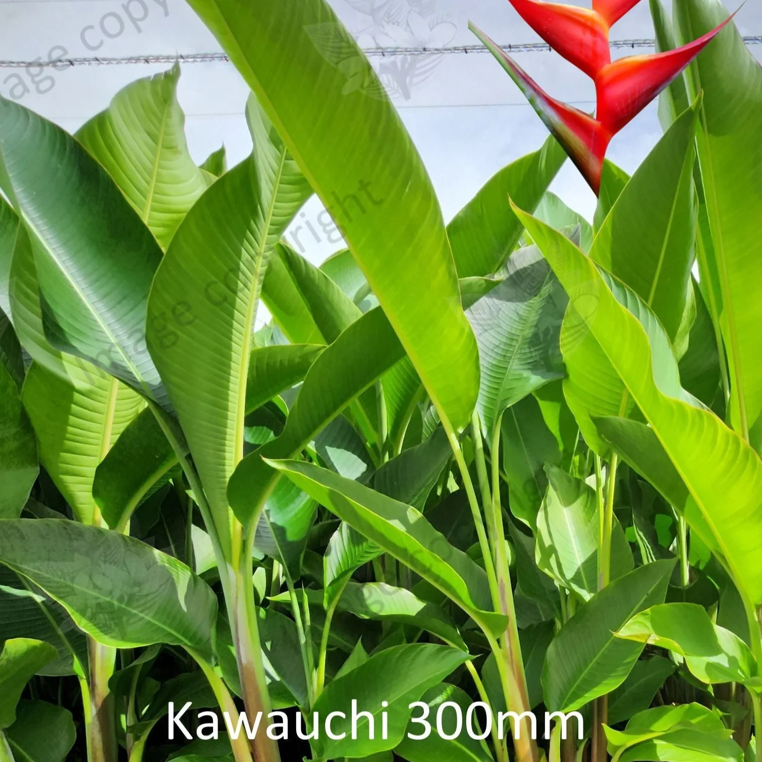 Heliconia Kawauchi