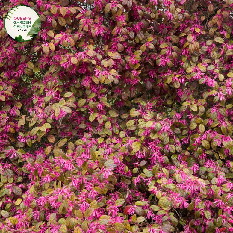 Loropetalum 'China Pink'