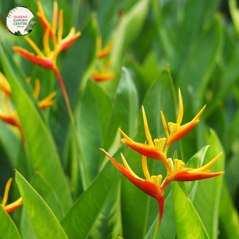 Heliconia Rauliniana