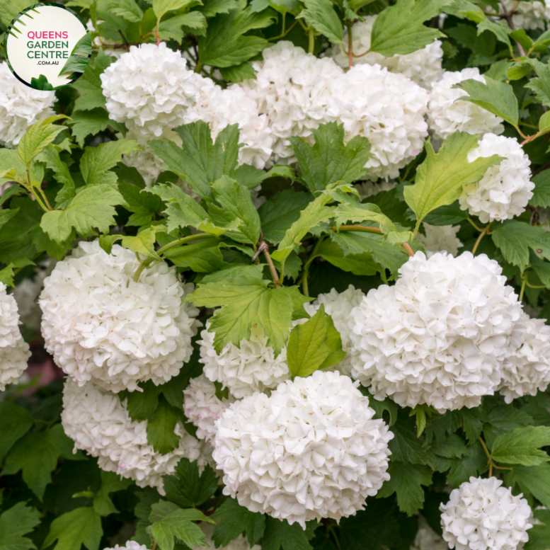 Viburnum Opulus Roseum