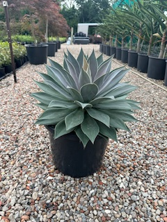 Mangave lavender Agave