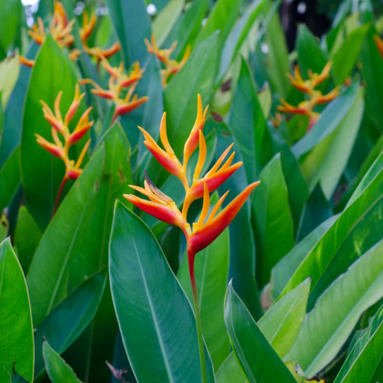 Heliconia Jacquinii