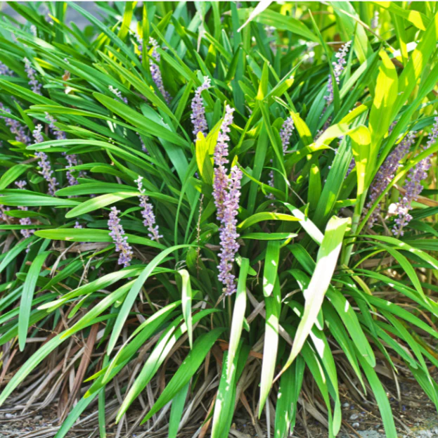 Liriope Muscari Evergreen Giant