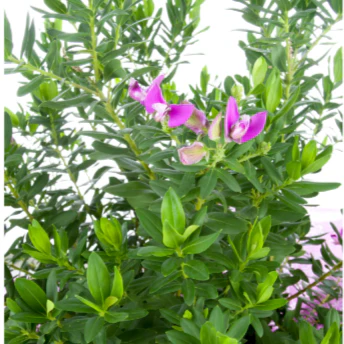 Dwarf Sweet Pea Shrub (Polygala Little Polly)