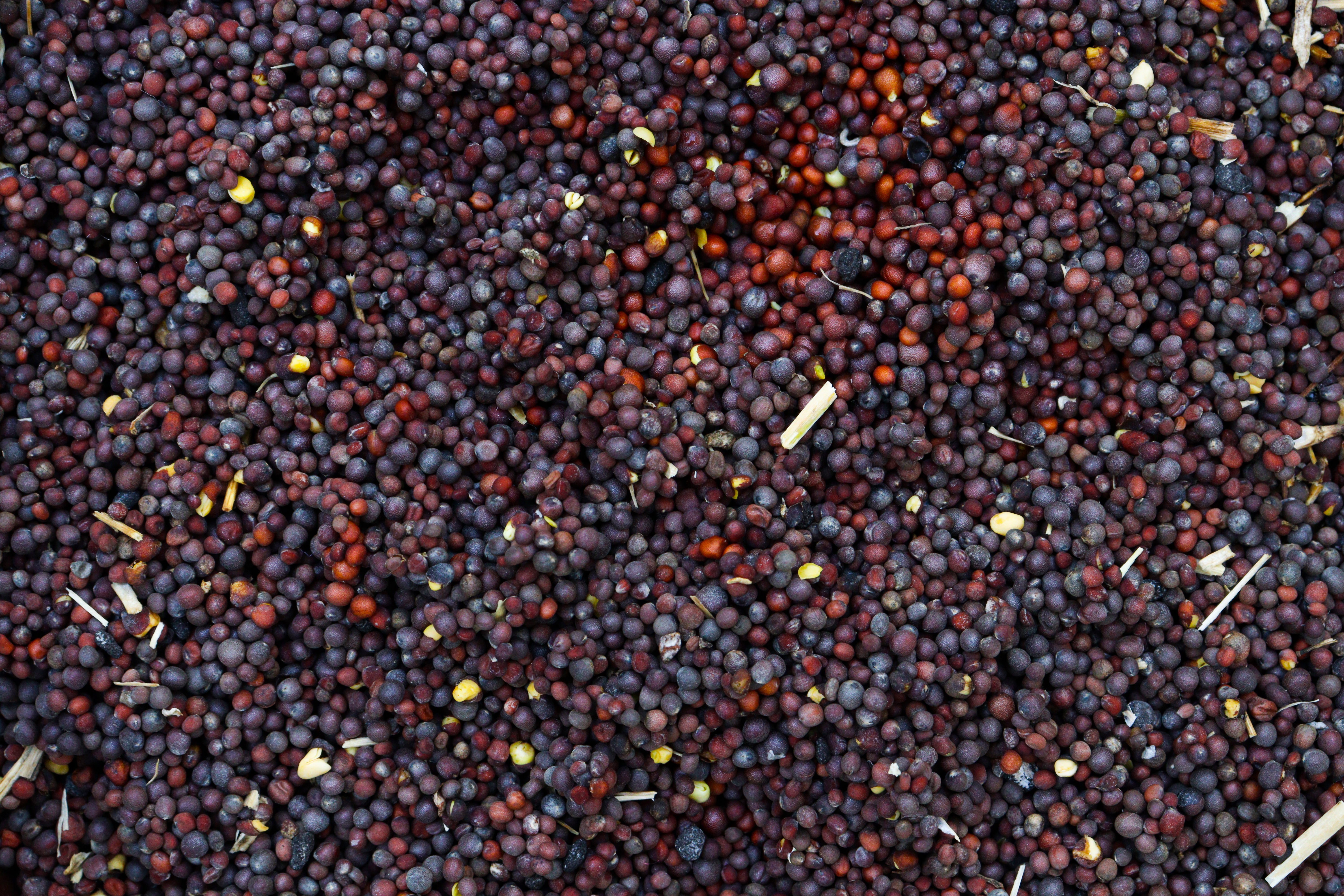 Black Mustard Seed Whole