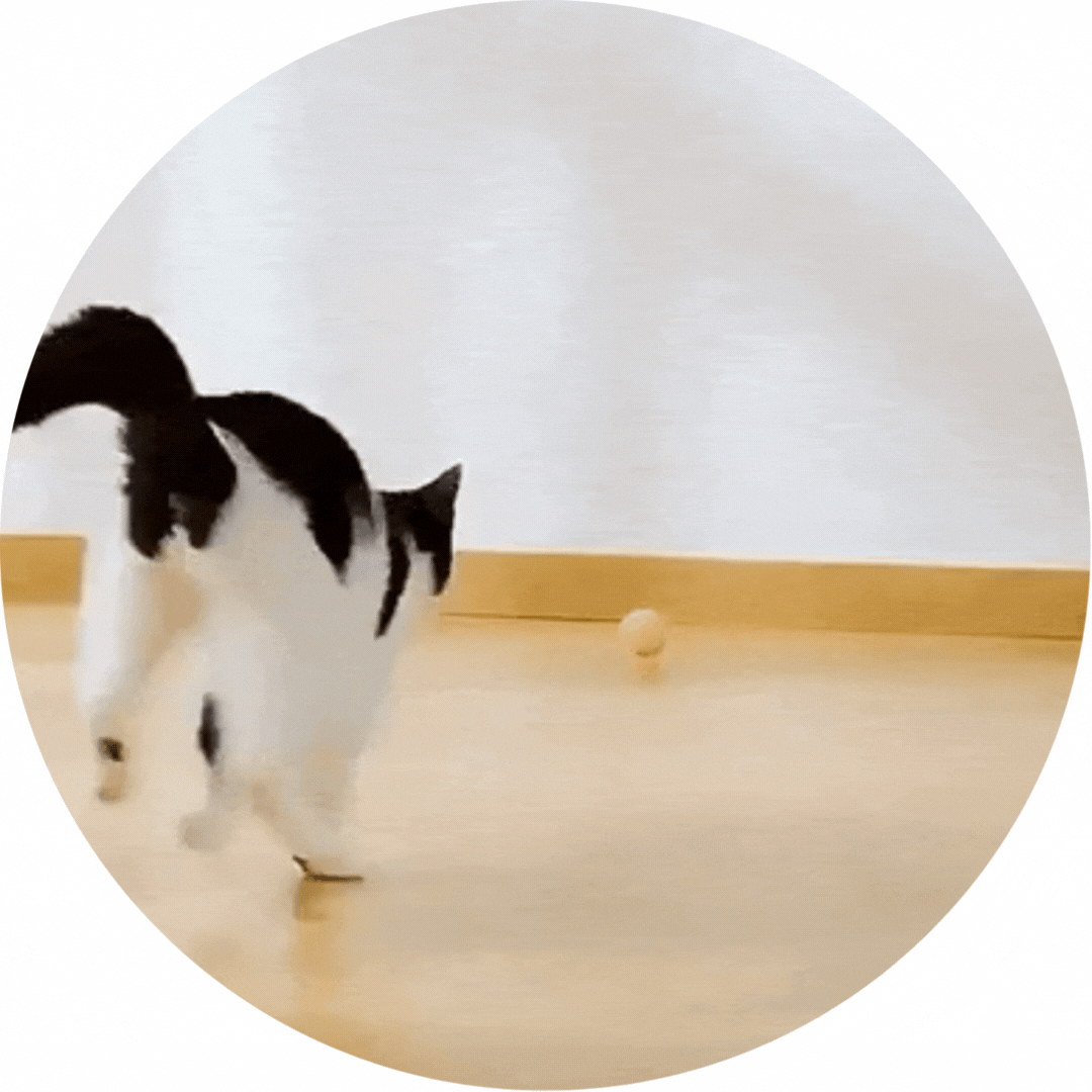 PurrOrbit® | Smart Cat Toy