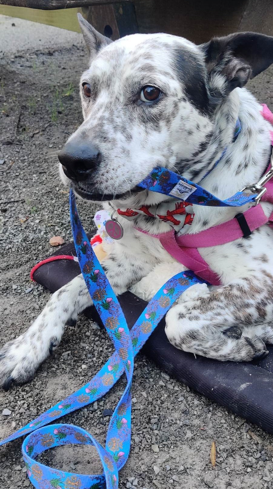 Ocean Lovers Dog Leash