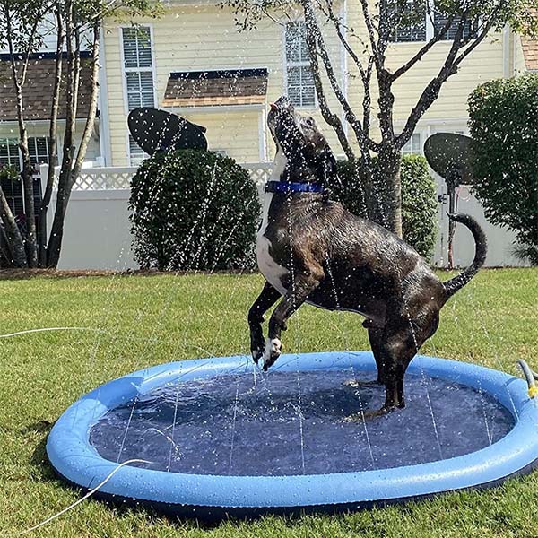 Splashy Dog Splash Pad