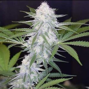 Super Silver Haze Feminisiert