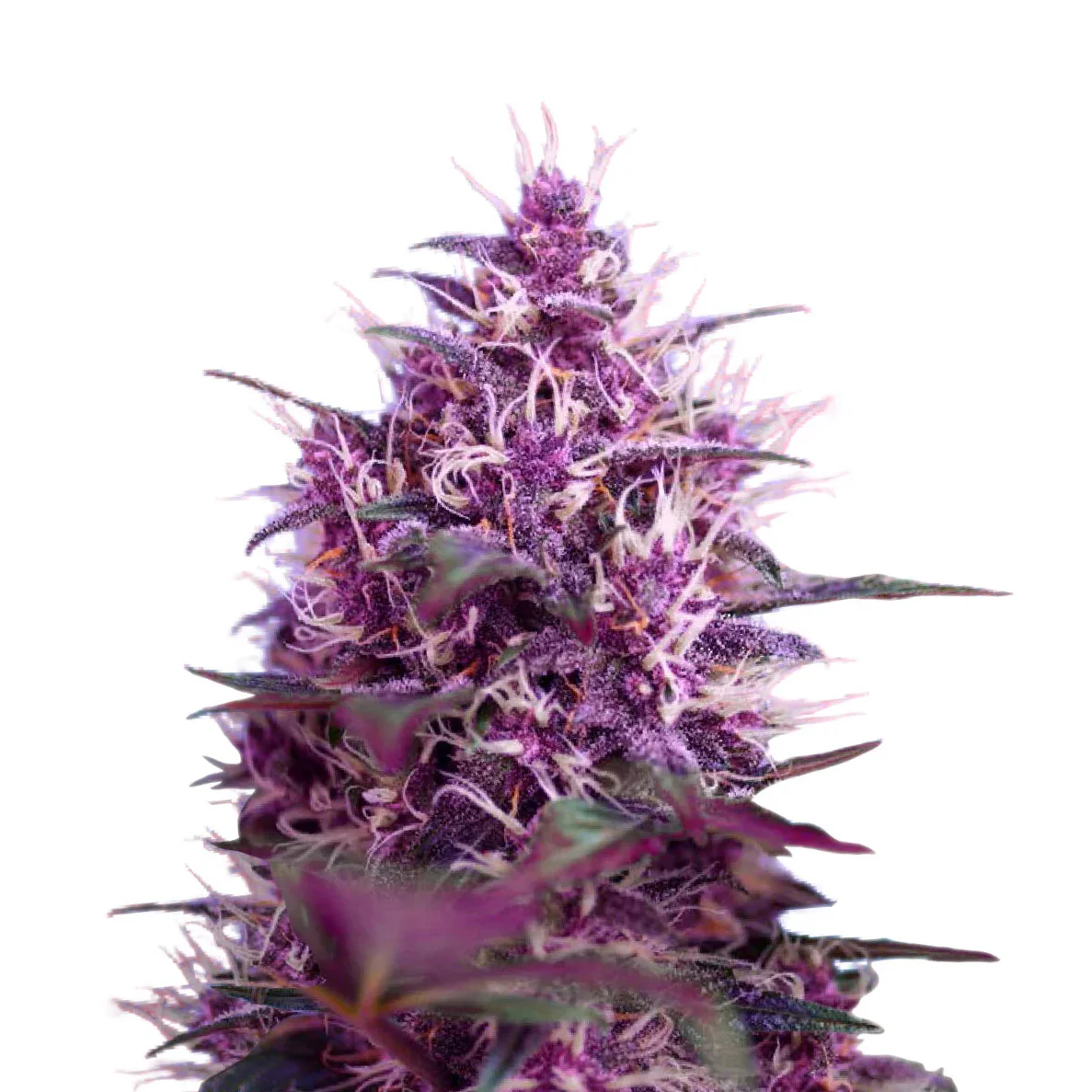 Red Poison Auto Feminisiert