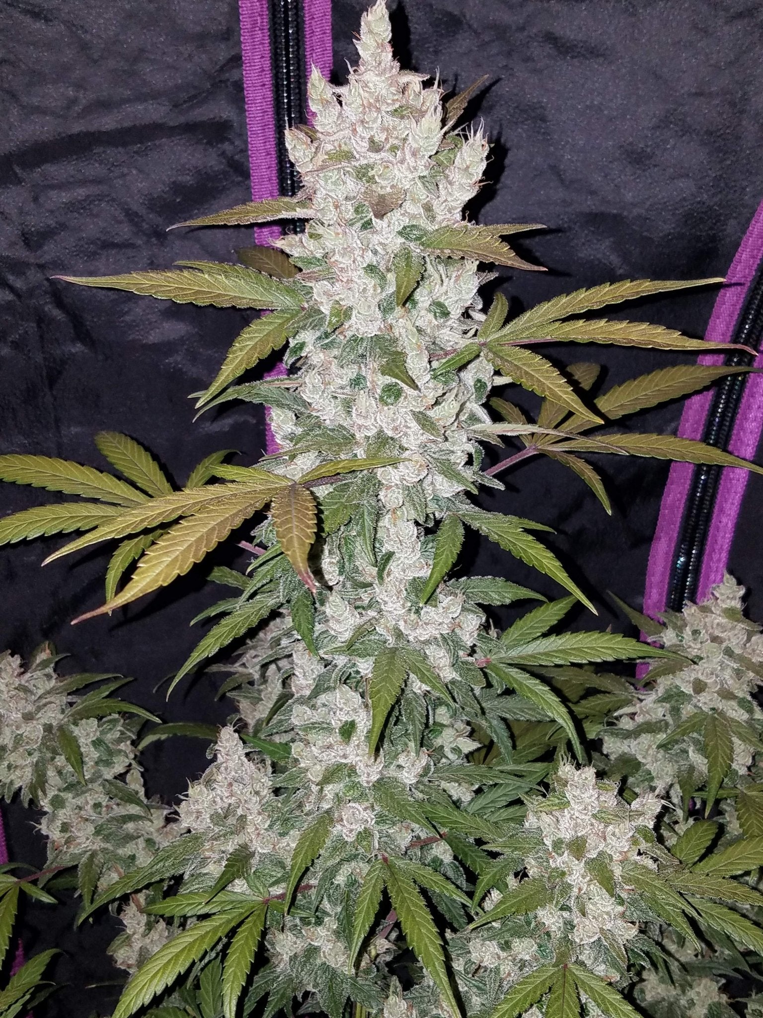 Fast Buds Girl Scout Cookies Auto | 3er Packung